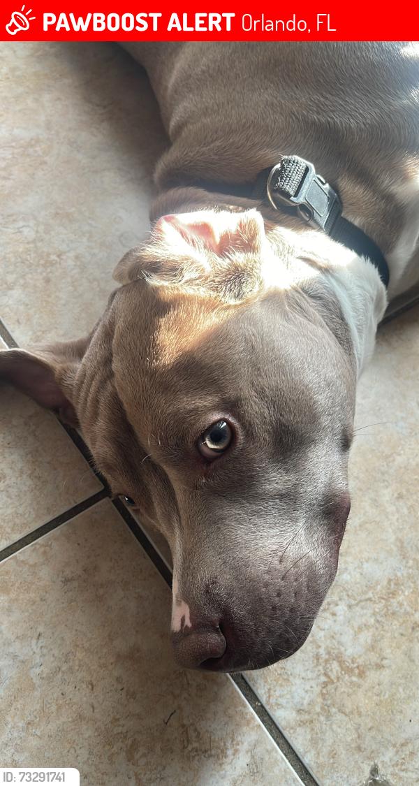Lost Male Dog last seen Near Wilmer Ave, Orlando, FL 32811
