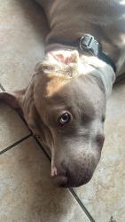 Lost Male Dog last seen Near Wilmer Ave, Orlando, FL 32811