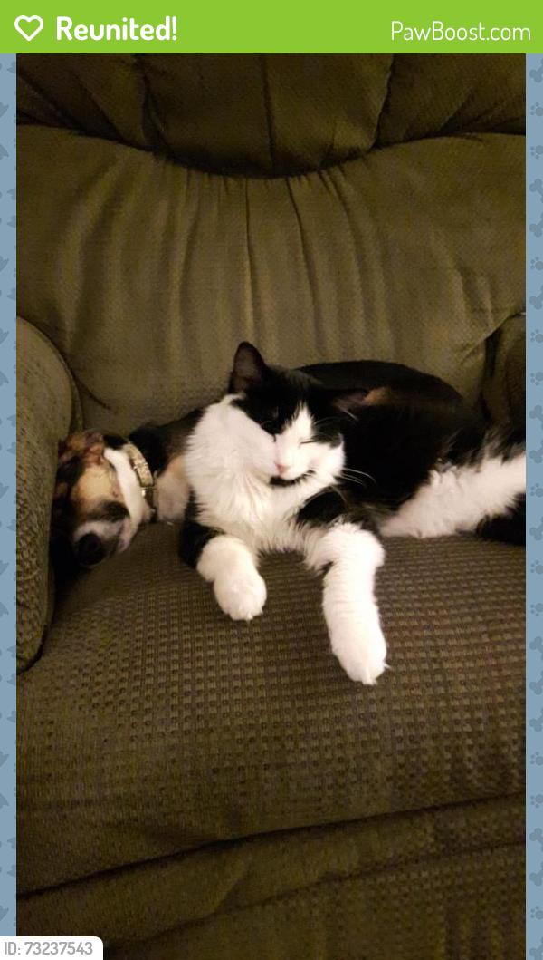 Reunited Male Cat last seen Near ave se, Calgary, AB 