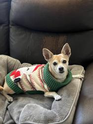 Lost Female Dog last seen 23rd street in west park Florida, West Park, FL 33023