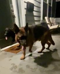 Reunited Male Dog last seen Colonial St and Camden, Durham, NC 27701