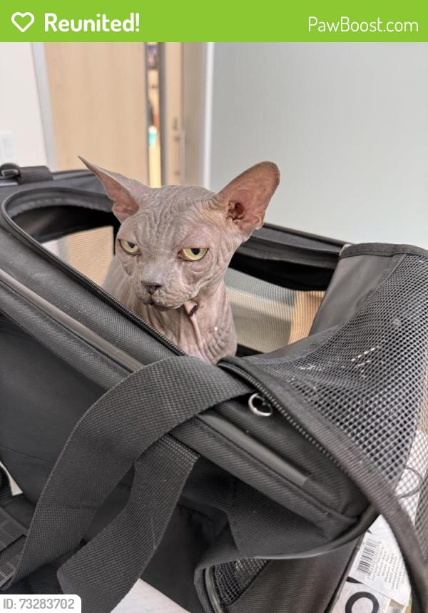 Reunited Unknown Cat last seen Found near sea lane and Marine Street in la jolla, San Diego, CA 92037