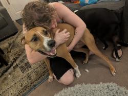Reunited Male Dog last seen Sycamore & Dorchester, near Christ hosp, Cincinnati, OH 45202