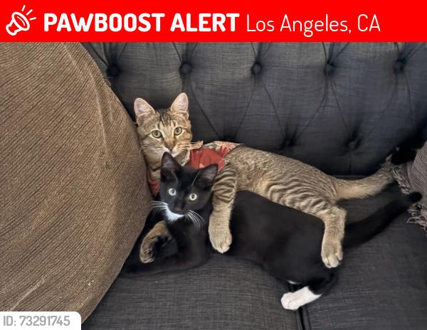 Lost Male Cat last seen Hart Street, Los Angeles, CA 91303