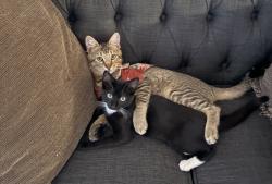 Lost Male Cat last seen Hart Street, Los Angeles, CA 91303