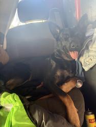 Lost Female Dog last seen Manor or west day, Bakersfield, CA 93308