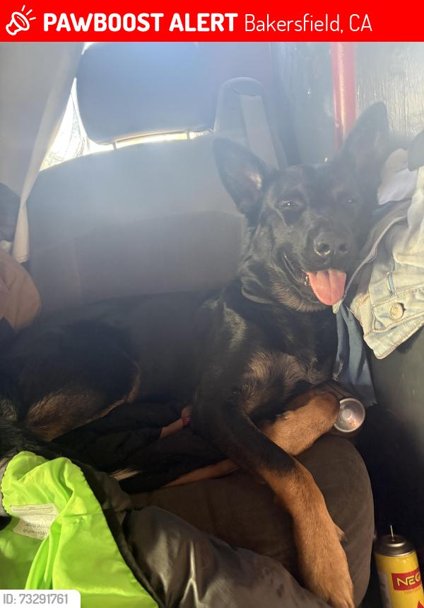 Lost Female Dog last seen Manor or west day, Bakersfield, CA 93308
