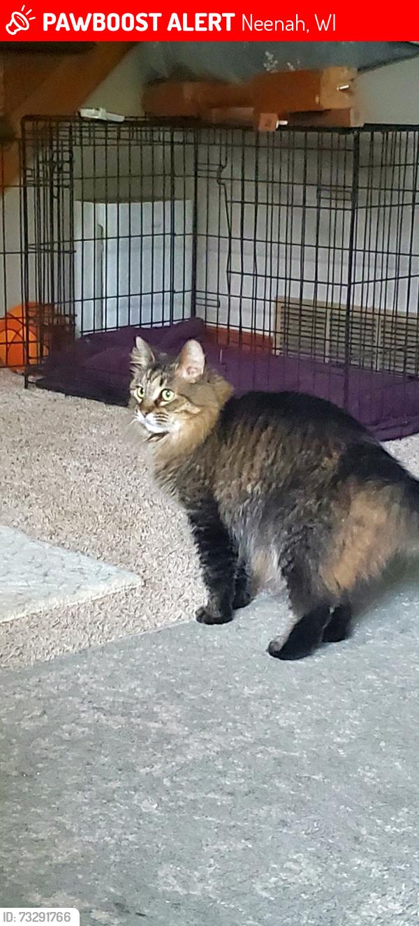 Lost Female Cat last seen On brier dr, Neenah, WI 54956