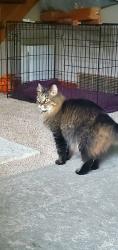 Lost Female Cat last seen On brier dr, Neenah, WI 54956