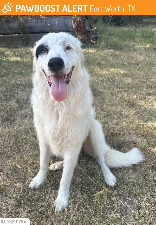 Found/Stray Male Dog last seen New York Ave + E Ramsey Ave, Fort Worth, TX 76104