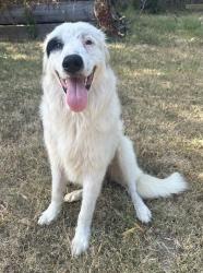 Found/Stray Male Dog last seen New York Ave + E Ramsey Ave, Fort Worth, TX 76104