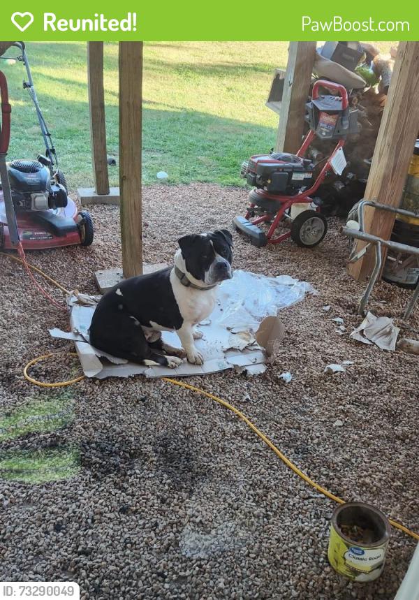 Reunited Male Dog last seen Gatewood Way, James Huff, Old Athens Hwy, Monroe, GA 30656