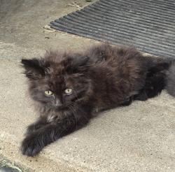 Lost Female Cat last seen N Leavitt St, Brazil, IN 47834