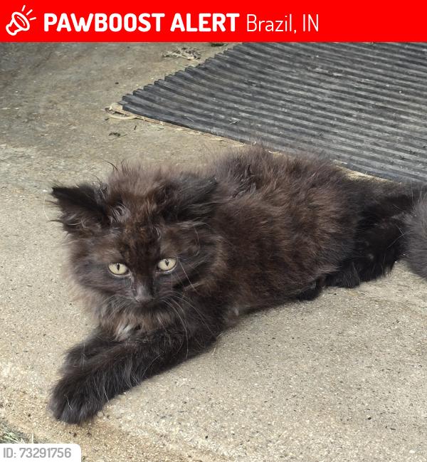 Lost Female Cat last seen N Leavitt St, Brazil, IN 47834