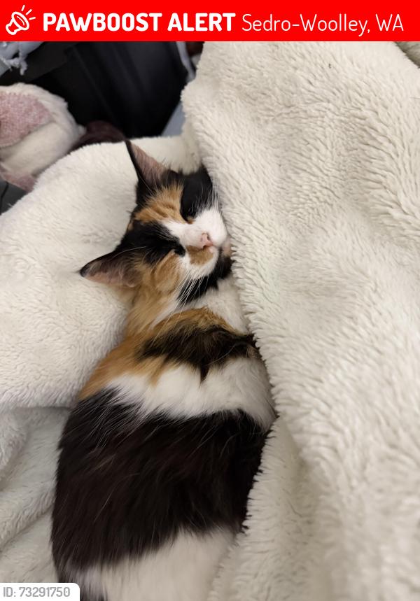 Lost Female Cat last seen Memorial Park, Sedro Woolley, Sedro-Woolley, WA 98284