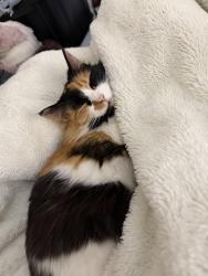 Lost Female Cat last seen Memorial Park, Sedro Woolley, Sedro-Woolley, WA 98284
