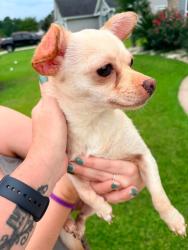 Found/Stray Female Dog last seen john henry, Myrtle Beach, SC 29579