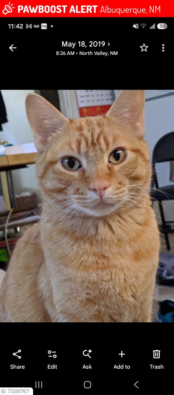 Lost Male Cat last seen Niagara rd and Osuna, Albuquerque, NM 87113