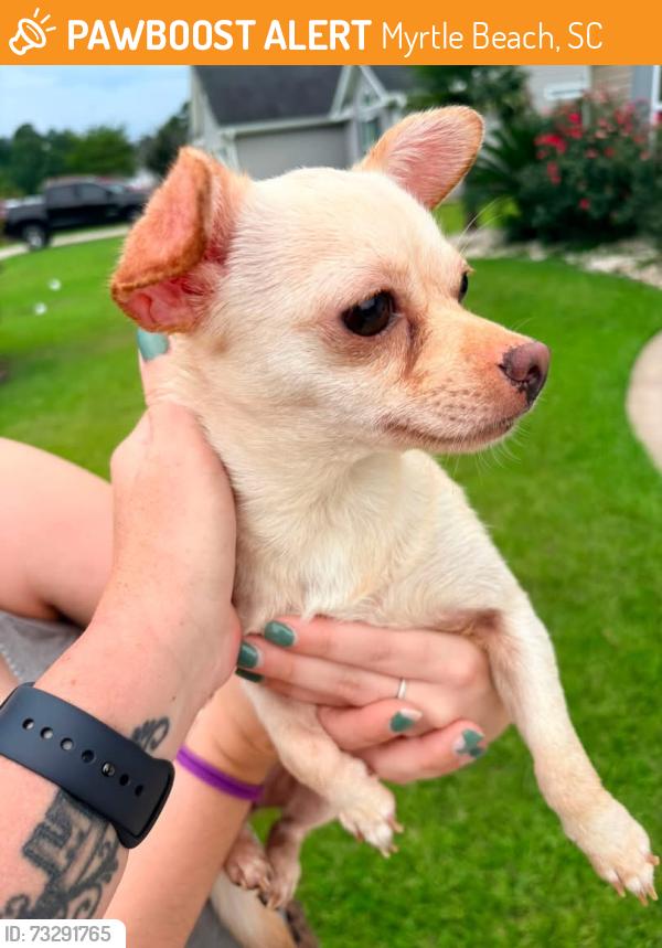 Found/Stray Female Dog last seen john henry, Myrtle Beach, SC 29579