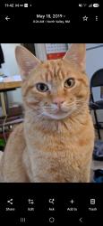 Lost Male Cat last seen Niagara rd and Osuna, Albuquerque, NM 87113