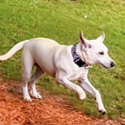 Reunited Male Dog last seen Bates rd marietta sc, Greenville County, SC 29661