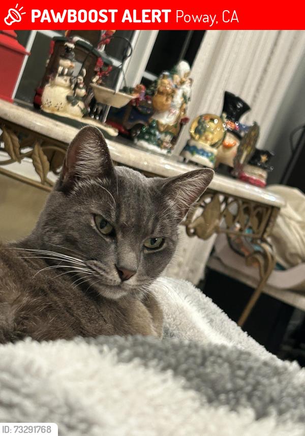 Lost Female Cat last seen Hillndale and Poway Mesa drive, Poway, CA 92064