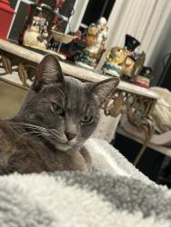 Lost Female Cat last seen Hillndale and Poway Mesa drive, Poway, CA 92064