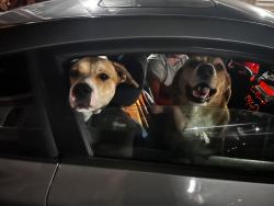 Found/Stray Male Dog last seen Hampden and yosemite, Denver, CO 80237