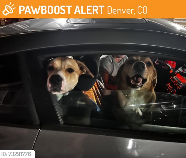 Found/Stray Male Dog last seen Hampden and yosemite, Denver, CO 80237