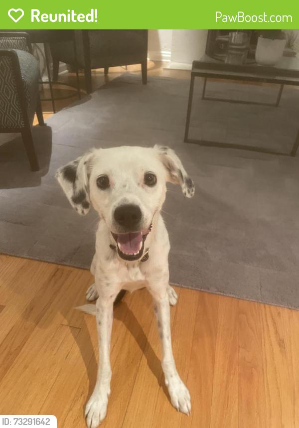 Reunited Male Dog last seen Montview and Locust, Denver, CO 80207