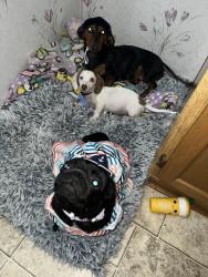 Lost Female Dog last seen Amber heart, San Antonio, TX 78252