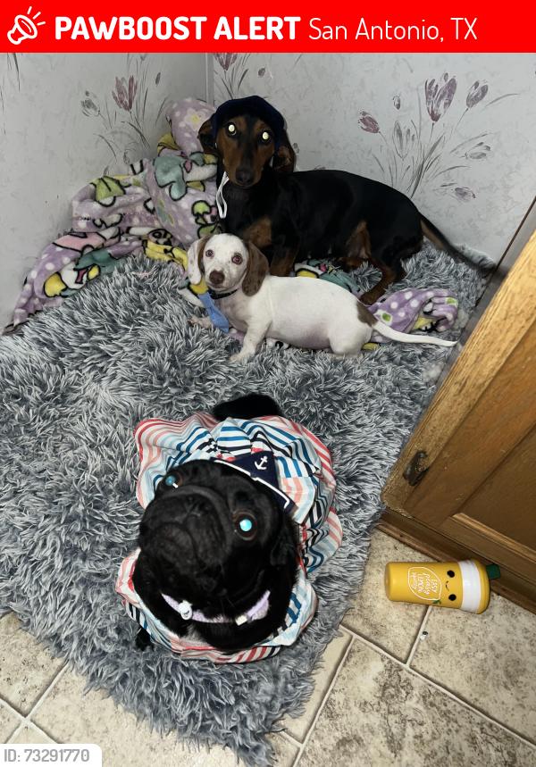 Lost Female Dog last seen Amber heart, San Antonio, TX 78252