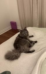 Reunited Male Cat last seen Campground near marina, Camp Pendleton South, CA 92058