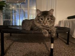 Lost Male Cat last seen Near and Í-10 by Iguana Joe’s, Mont Belvieu, TX 77523