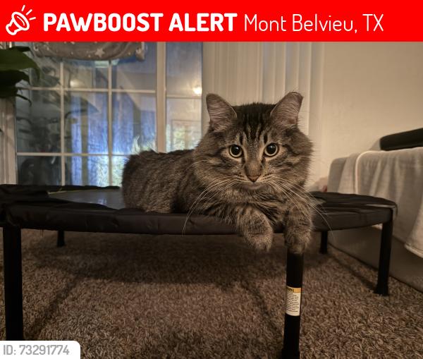 Lost Male Cat last seen Near and Í-10 by Iguana Joe’s, Mont Belvieu, TX 77523