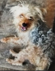 Lost Male Dog last seen City View Ave/North Breed st., Los Angeles, CA 90033