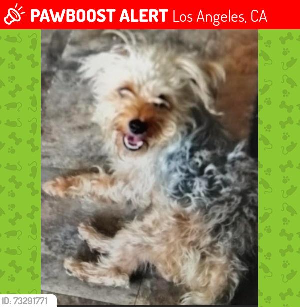 Lost Male Dog last seen City View Ave/North Breed st., Los Angeles, CA 90033
