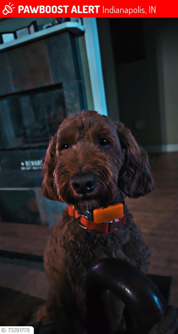 Lost Female Dog last seen 63rd & Lee Rd, Indianapolis, IN 46236