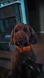 Lost Female Dog last seen 63rd & Lee Rd, Indianapolis, IN 46236