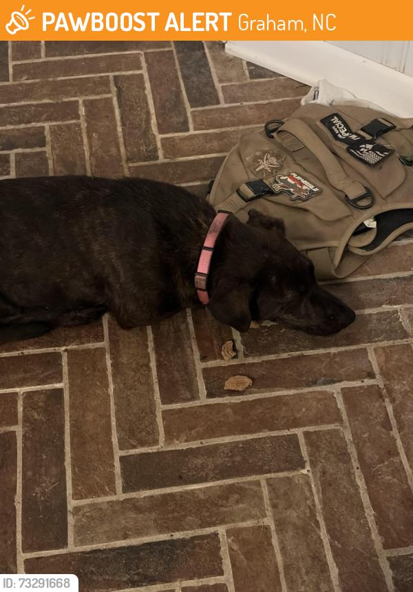 Found/Stray Female Dog last seen Olde quarry rd / Hanford, Graham, NC 27253