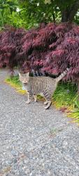 Reunited Female Cat last seen 146th St and 73a Ave, Surrey, BC V3S 8Z7