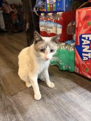 Found/Stray Male Cat last seen Marilla drive, Lakeside, CA 92040