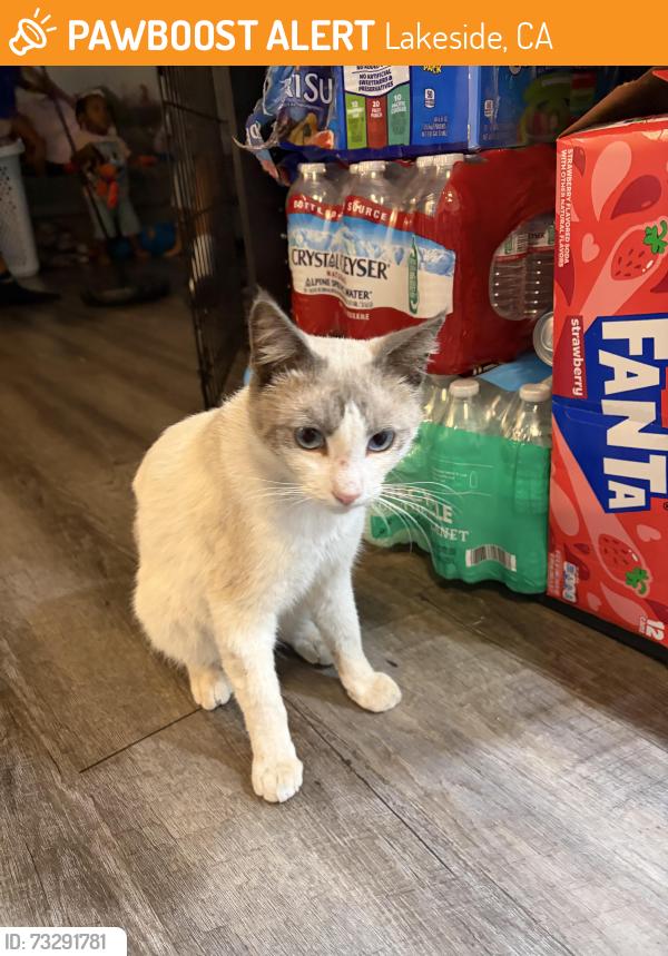 Found/Stray Male Cat last seen Marilla drive, Lakeside, CA 92040