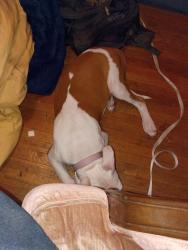 Found/Stray Female Dog last seen Holtby and 1st street, Bakersfield, CA 93304