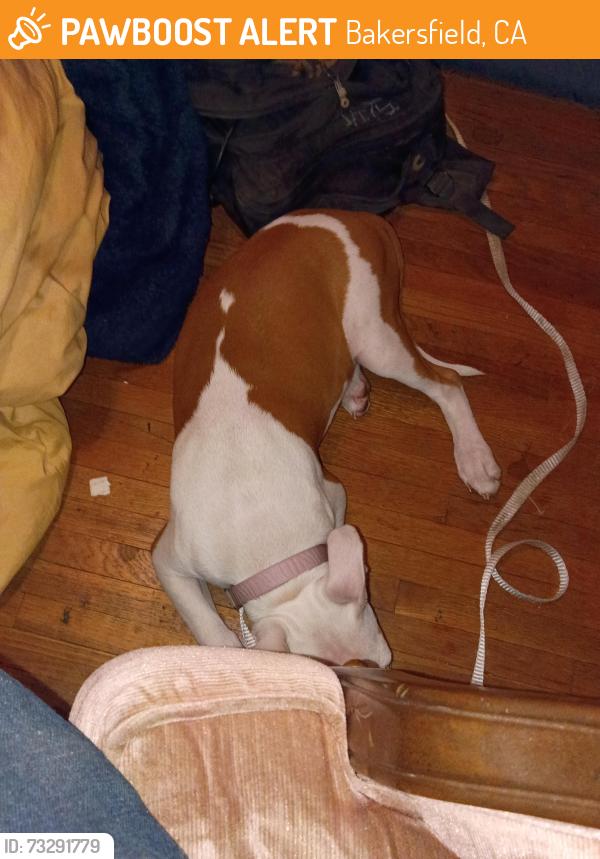 Found/Stray Female Dog last seen Holtby and 1st street, Bakersfield, CA 93304