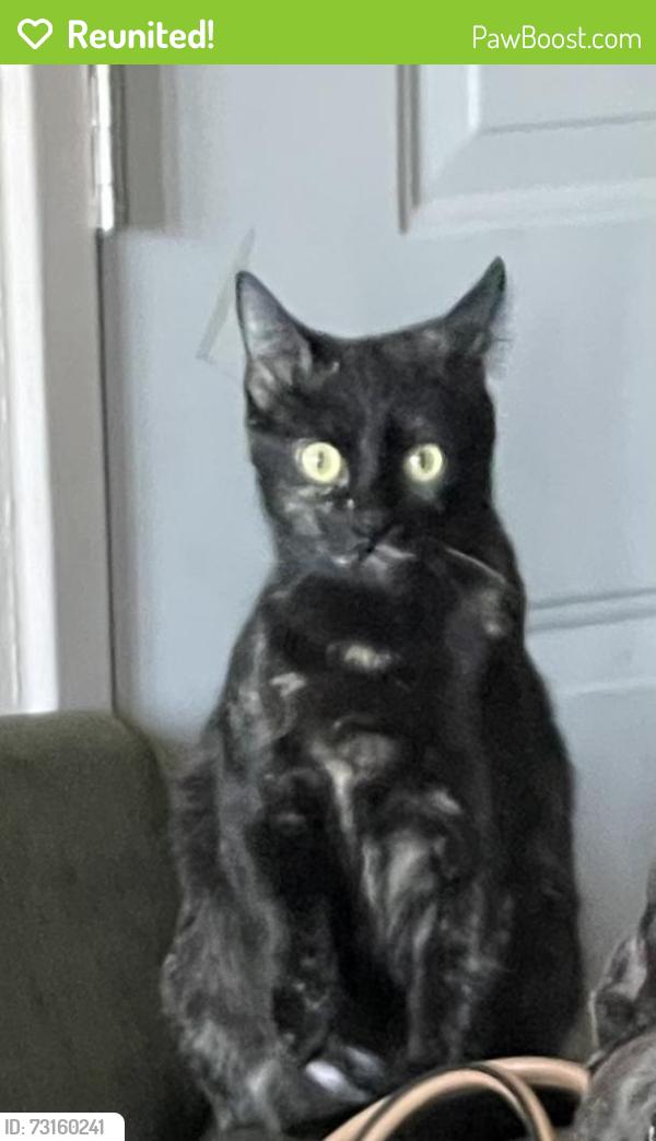 Reunited Female Cat last seen Hillside, Daly, Daly City, CA 94014