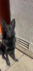 Reunited Male Dog last seen Roselle and Floyd, Modesto, CA 95355