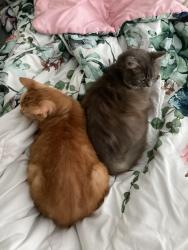 Reunited Female Cat last seen Zoey was last seen on Aristocrat Pt., Seminole County, FL 32765