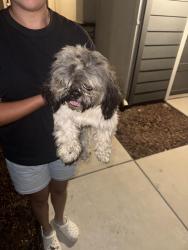 Found/Stray Male Dog last seen River island ranch area, Visalia, CA 93291