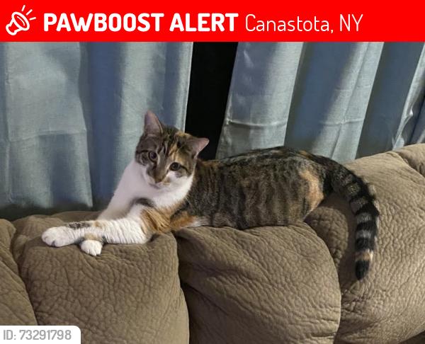 Lost Female Cat last seen Whitelaw Rd, Canastota, NY 13032